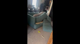 Pup Makes a Pillow Fort