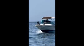 Dog Rides on Speedboat