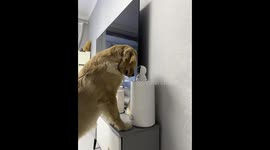 Curious Golden Retriever investigates security camera in living room
