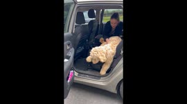 'She Loves Cars!' - Stubborn puppy does NOT want to leave the car