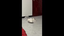 Cat looks surprised when he's woken up from comfy sleep