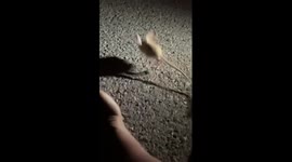 Adorable jerboa mouse joins campers to snack on watermelon