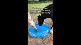 Apple Bobbing with horses turns funny as one horse struggles to grab an apple