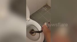 Huge python bites husband's TESTICLES when he sits on toilet