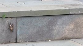 Inspiring journey of a group of Chinese ants