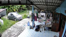 Ferocious snake attacks resident having a nap outside house