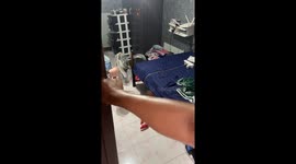 Thai man finds huge monitor lizard sleeping in his bed
