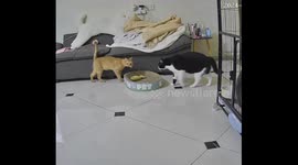 Cat dramatically 'collapses' after another feline reaches out in China