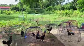 Python regurgitates whole chicken it caught on farm