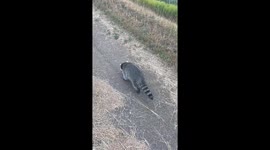 Lenny the Raccoon and His Posse of Dogs