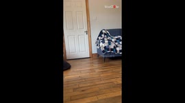 Family surprises the younger sister with a new Cavapoo on her 21st birthday