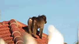 Baboon walks the streets of Cape Town residential area after leaving troupe