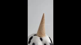 Dalmatian Is A Cookies And Cream Ice Cream Dog