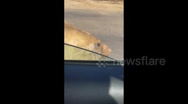 Neil the Seal Moved Off Road With Traffic Cones