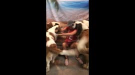 Saint Bernards Love Their Mom