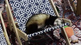 Hairless cats,monitor lizard,ferrets,Vietnamese piglets at Pet Expo in Bangkok