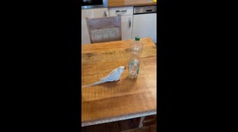 Parrot in Leonberg, Germany, repeatedly knocks bottle off table