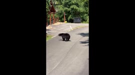 Black Bear Leaves a Gift on the Road