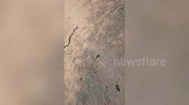 Snake frees itself after four hours with its head trapped in a beer can