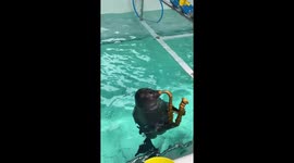 Baikal seal plays saxophone at aquarium in Russia