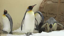 King penguin chick hatches in summer heat at Vienna Zoo
