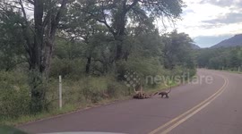 Coati family blocks road in Arizona