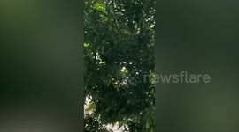 Drone flies life vest to villager stranded in raging flood in Thailand