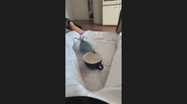 Parrot in Leonberg, Germany, drinks from cup and dances before freezing