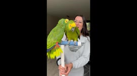 84-Year-old parrot and companion chat with caretaker in Utrecht