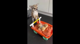 Chihuahua pushes teddy bear in toy pram in Stockton-on-Tees, UK