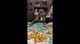 Dog caught stealing pie from dining table in Mar del Plata, Argentina