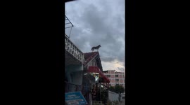 Dog spotted on roof in Bangkok