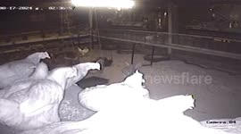 Brave janitor catches python hunting chickens at school