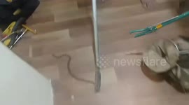 Poisonous snake found in air conditioner, safely rescued by forest department in central India