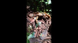 Huge Crab In The kapilas Forests On The mountain Beautiful Nature in Odisha