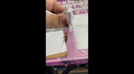 Workplace humor: Man places a cockroach between papers to terrify a coworker