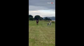 Excited pony causes little girl to fall during canter on the beach