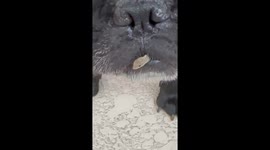 French Bulldog Catches A Lizard