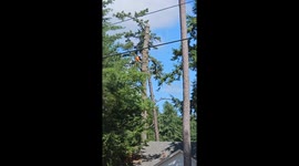 Tree Cutting Whiplash