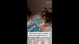 Woman can't hear the TV over her pet dog's insanely loud snoring