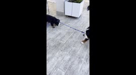 Older Dog Protests When Puppy Won't Move