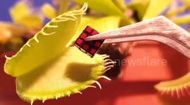 Venus Flytrap vs World's smallest Rubik's Cube