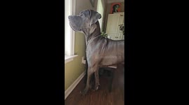 Great Dane Sits On Chair