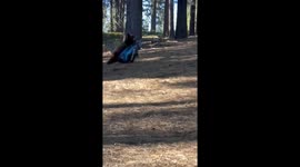 Lake Tahoe Bear Takes Off With Golf Clubs