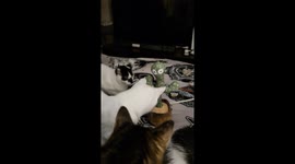 Some of my cats watching a cactus toy and wondering what it is. This is their reaction