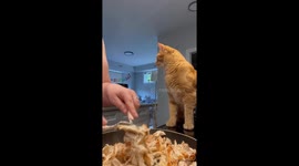 Orange cat named Taco steals the show—and a snack—in viral TikTok video