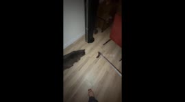 TikTok video captures 'Tom and Jerry'-style chase as cat watches mouse escape