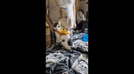 This is Bast wearing a Halloween pumpkin costume in August.
