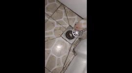 Hamster uses bathroom drain as secret tunnel in China