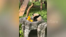 Adorable panda cub plays with rubber ducks in Chinese Zoo